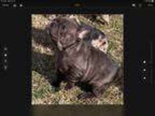 French Bulldog Puppy for sale in Hartsville, SC, USA