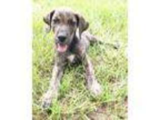 Great Dane Puppy for sale in Centreville, AL, USA