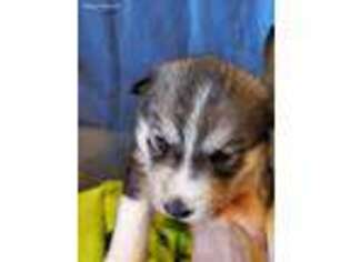 Siberian Husky Puppy for sale in Miller, NE, USA