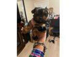 Yorkshire Terrier Puppy for sale in Burlingame, CA, USA