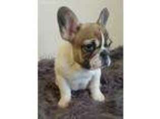 French Bulldog Puppy for sale in Fayetteville, NC, USA