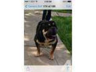 Olde English Bulldogge Puppy for sale in SAINT LOUIS, MO, USA