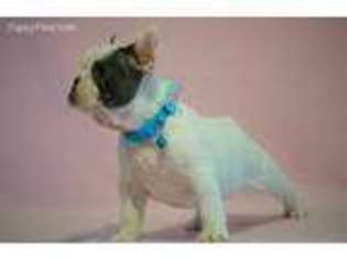 French Bulldog Puppy for sale in Bad Axe, MI, USA