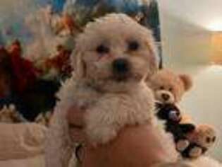 Shih-Poo Puppy for sale in Reno, NV, USA