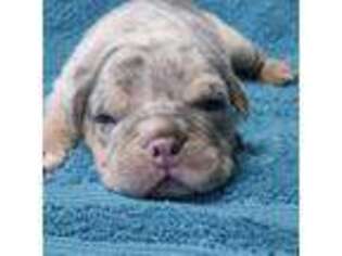 Olde English Bulldogge Puppy for sale in Lee, FL, USA