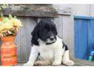Labradoodle Puppy for sale in La Russell, MO, USA