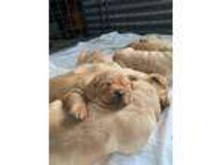 Labrador Retriever Puppy for sale in Center Valley, PA, USA