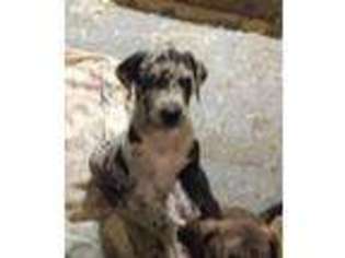 Great Dane Puppy for sale in Oshkosh, WI, USA