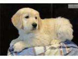 Golden Retriever Puppy for sale in Salina, KS, USA