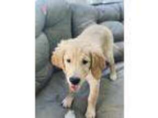 Golden Retriever Puppy for sale in Peachtree City, GA, USA