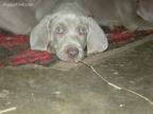 Weimaraner Puppy for sale in Mount Airy, NC, USA