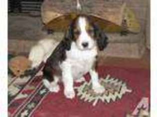 Mutt Puppy for sale in TOMBSTONE, AZ, USA