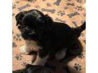 Havanese Puppy for sale in Greentown, IN, USA
