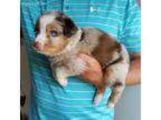 Australian Shepherd Puppy for sale in Farmington, AR, USA