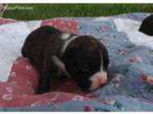 Boxer Puppy for sale in Hillsboro, TN, USA