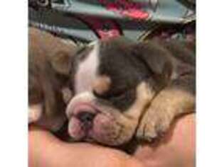 Bulldog Puppy for sale in Mc Intyre, GA, USA