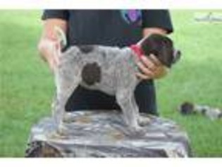 German Wirehaired Pointer Puppy for sale in Rockford, IL, USA