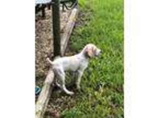 German Shorthaired Pointer Puppy for sale in Needville, TX, USA