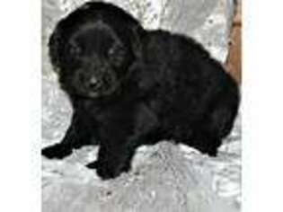 Newfoundland Puppy for sale in Mooresville, MO, USA