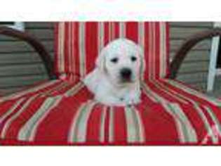 Labrador Retriever Puppy for sale in FOUR OAKS, NC, USA