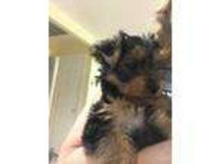 Yorkshire Terrier Puppy for sale in Apache Junction, AZ, USA