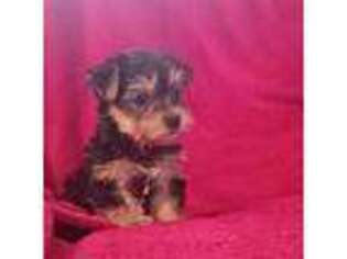 Yorkshire Terrier Puppy for sale in Albany, GA, USA