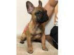 French Bulldog Puppy for sale in Little River, SC, USA