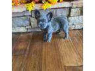 French Bulldog Puppy for sale in Camdenton, MO, USA