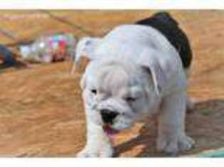 Bulldog Puppy for sale in Maple Park, IL, USA
