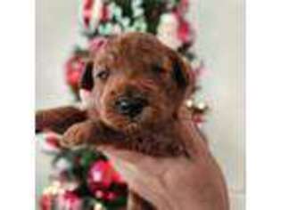Mutt Puppy for sale in Wellford, SC, USA