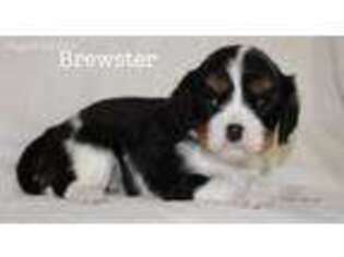 Cavalier King Charles Spaniel Puppy for sale in Hardy, VA, USA