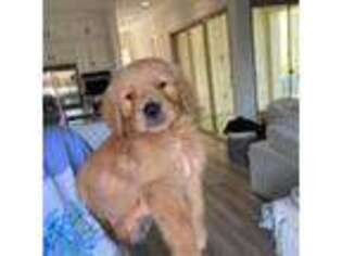 Golden Retriever Puppy for sale in Irvine, CA, USA