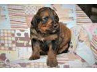 Mutt Puppy for sale in Cuba City, WI, USA