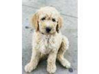 Mutt Puppy for sale in Huntington Park, CA, USA