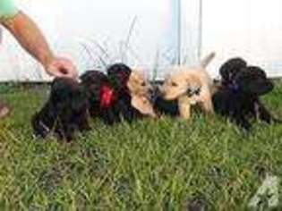 Goldendoodle Puppy for sale in JOHNSONVILLE, SC, USA