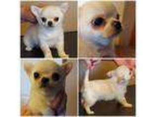 Chihuahua Puppy for sale in Troup, TX, USA