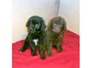 Newfoundland Puppy for sale in Wood River, NE, USA
