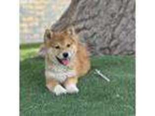 Shiba Inu Puppy for sale in Las Vegas, NV, USA