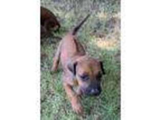 Rhodesian Ridgeback Puppy for sale in Queen Creek, AZ, USA