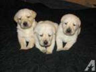 Golden Retriever Puppy for sale in GALION, OH, USA