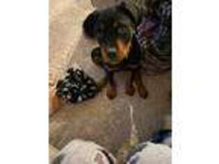 Rottweiler Puppy for sale in Laurel, MD, USA