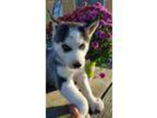 Siberian Husky Puppy for sale in Livingston, KY, USA