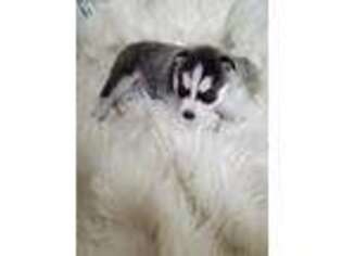 Siberian Husky Puppy for sale in Cayuga, NY, USA