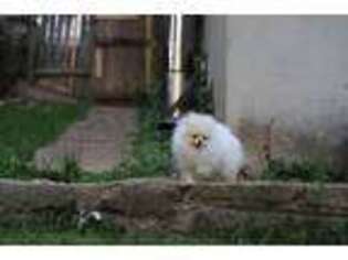 Pomeranian Puppy for sale in Cincinnati, OH, USA
