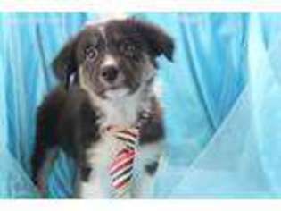 Miniature Australian Shepherd Puppy for sale in Summerfield, NC, USA