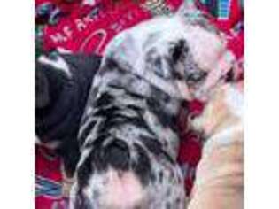 Bulldog Puppy for sale in Pasadena, TX, USA