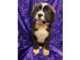 Mutt Puppy for sale in Princeton, MA, USA