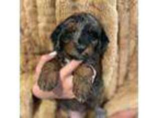 Mutt Puppy for sale in Bozeman, MT, USA