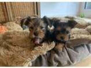 Yorkshire Terrier Puppy for sale in Boston, MA, USA