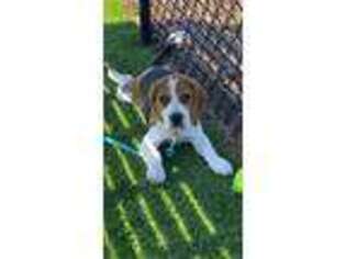 Beagle Puppy for sale in Huntersville, NC, USA